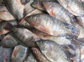 أسعار السمك اليوم 21 – 10 – 2020 فى مصر