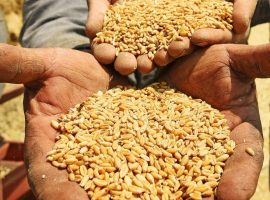مصر تشتري 115 ألف طن من القمح الأوكراني في مناقصة دولية
