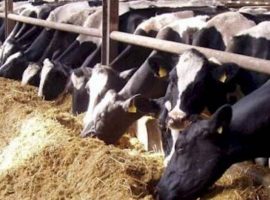الزراعة: توفير رؤوس ماشية مستوردة لمساعدة صغار المربين