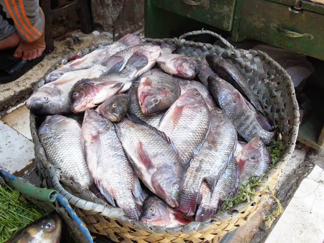 سعر الأسماك فى الأسواق