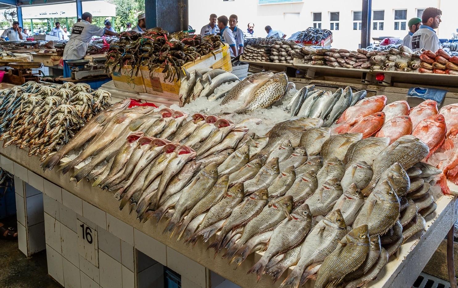 أسعار السمك في مصر اليوم