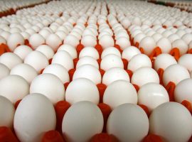 «اتحاد الدواجن» يتفق مع «القابضة للصناعات الغذائية» و«الداخلية» على إتاحة «البيض» بأسعار مخفضة