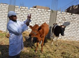 تحصين 4.4 مليون رأس ماشية ضد الحمي القلاعية والوادي المتصدع