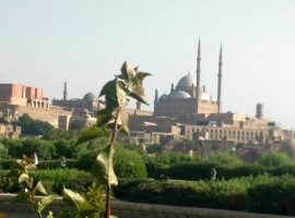محافظة القاهرة ترفع مساحة المسطحات الخضراء بالحدائق العامة إلى 3.5 مليون متر (جراف)