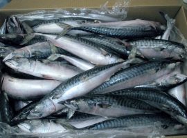 أسعار السمك اليوم 23–10–2020 فى مصر