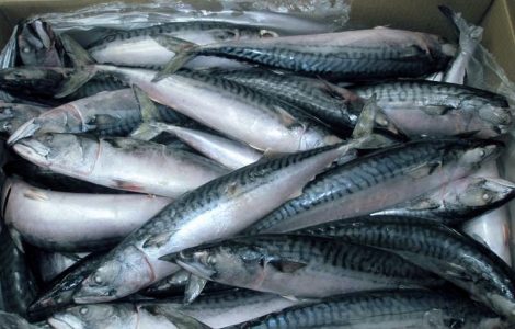 التجارة : مد صلاحية الأسماك المجمدة لتكون 9 أشهر من تاريخ الذبح