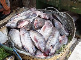 أسعار السمك اليوم 25 – 10 – 2020 فى مصر