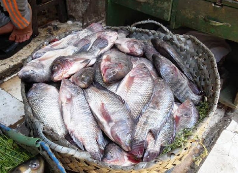 أسعار الأسماك فى مصر