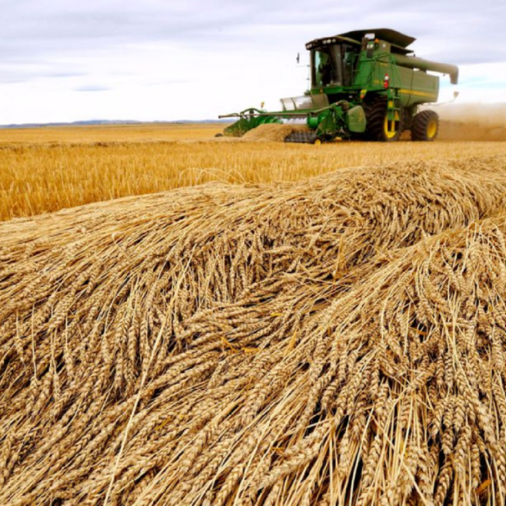 ارتفاع اسعار القمح بسبب الحرب الروسية على اوكرانيا
